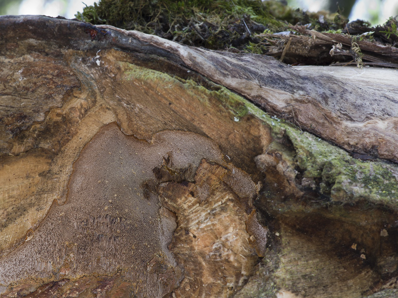 Phellinus pilatii